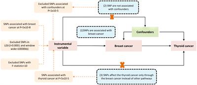 Association between breast cancer and thyroid cancer risk: a two-sample Mendelian randomization study